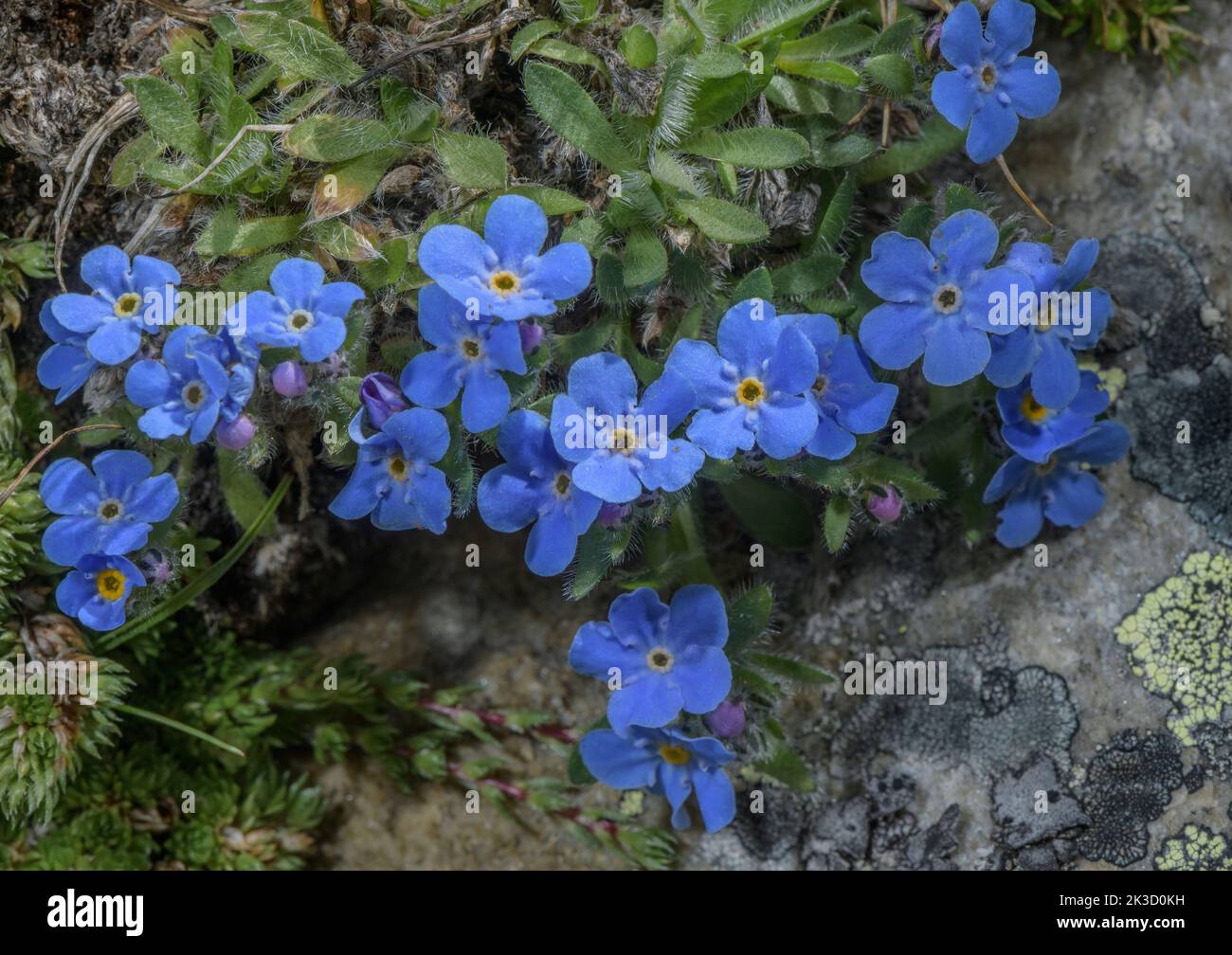 Roi des Alpes, Érythrichium nanum en fleur sur des roches acides à haute altitude, Alpes italiennes. Banque D'Images