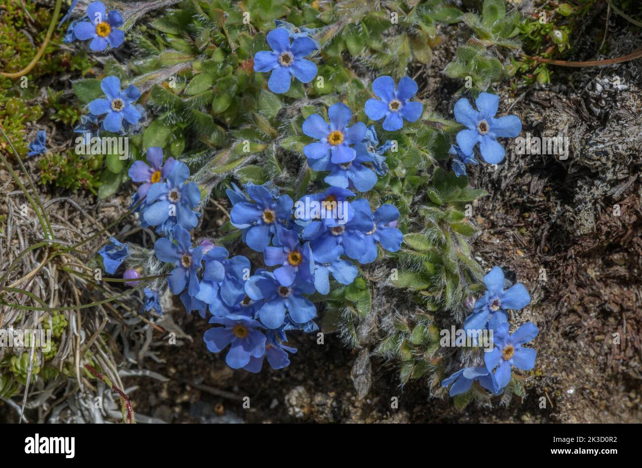 Roi des Alpes, Érythrichium nanum en fleur sur des roches acides à haute altitude, Alpes italiennes. Banque D'Images