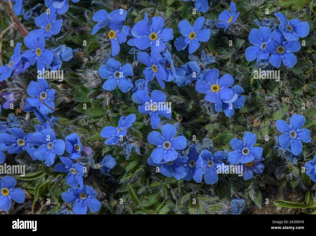 Roi des Alpes, Érythrichium nanum en fleur sur des roches acides à haute altitude, Alpes italiennes. Banque D'Images