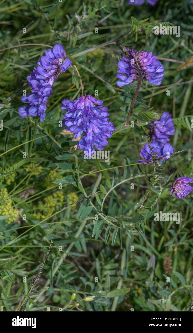 Vesce touffeté, Vicia cracca en fleur dans les Alpes suisses. Banque D'Images