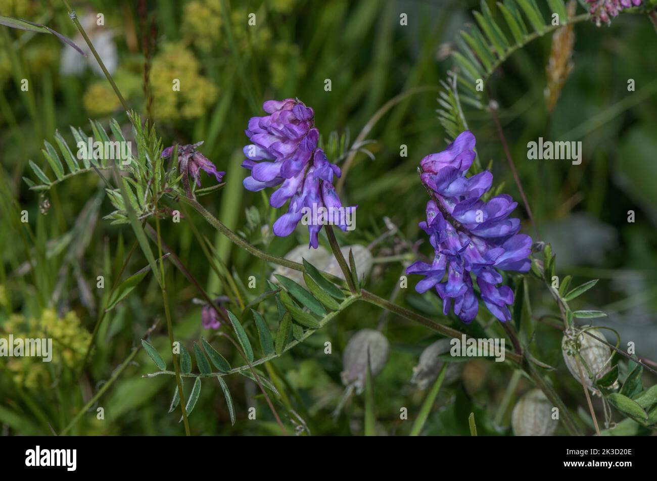 Vesce touffeté, Vicia cracca en fleur dans les Alpes suisses. Banque D'Images