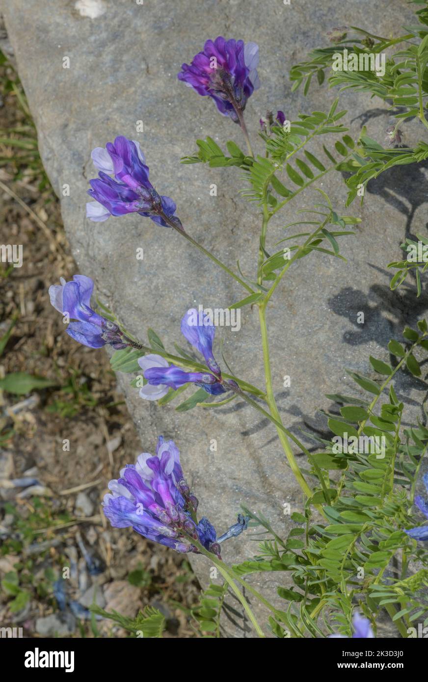 Vesce à feuilles fines, Vicia tenuifolia, en fleur dans les Alpes françaises. Banque D'Images