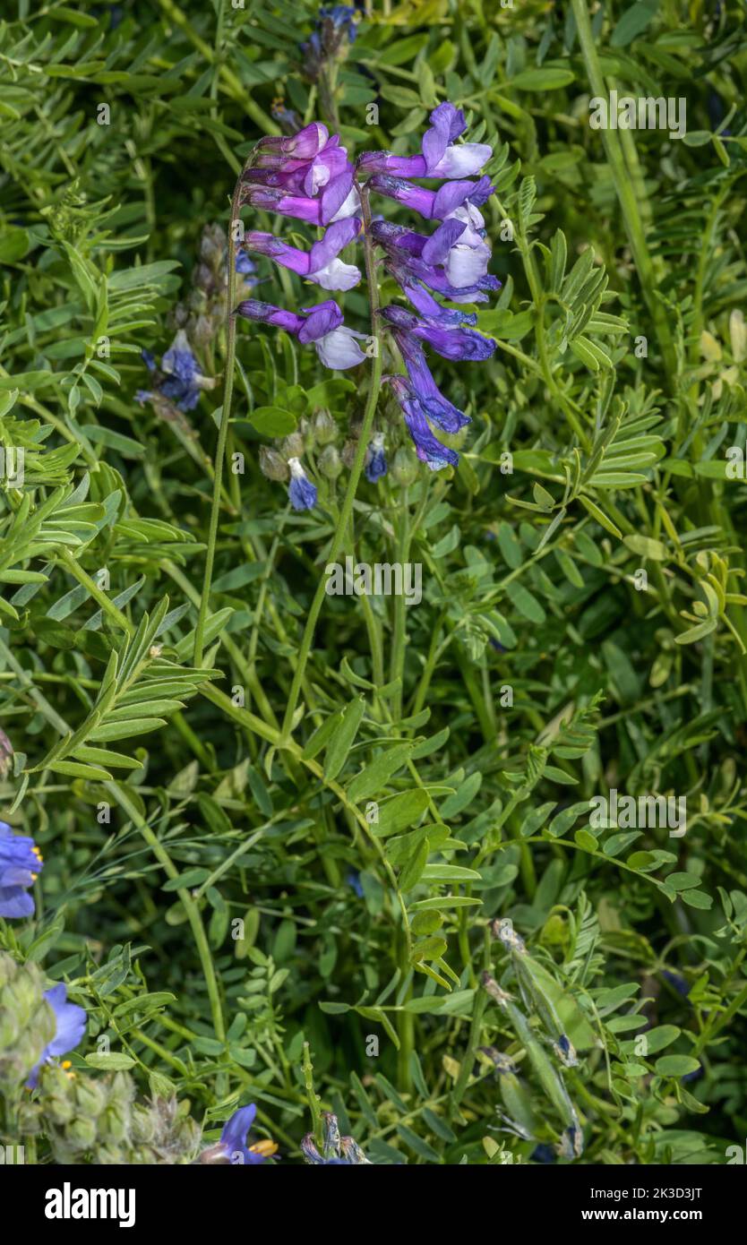 Vesce à feuilles fines, Vicia tenuifolia, en fleur dans les Alpes françaises. Banque D'Images