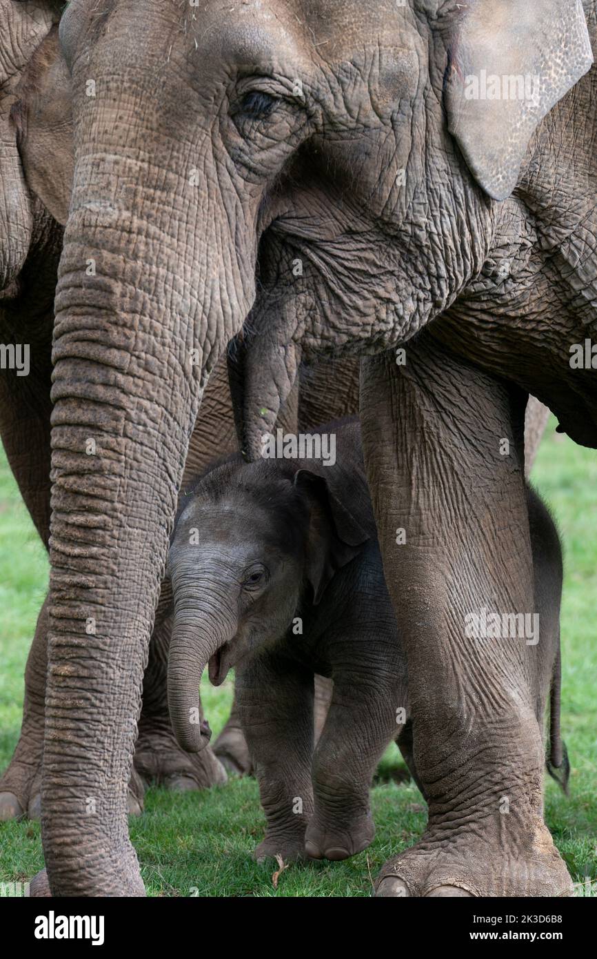 Bébé éléphant d'Asie Nang Phaya avec la mère Donna dans son enceinte au — free download