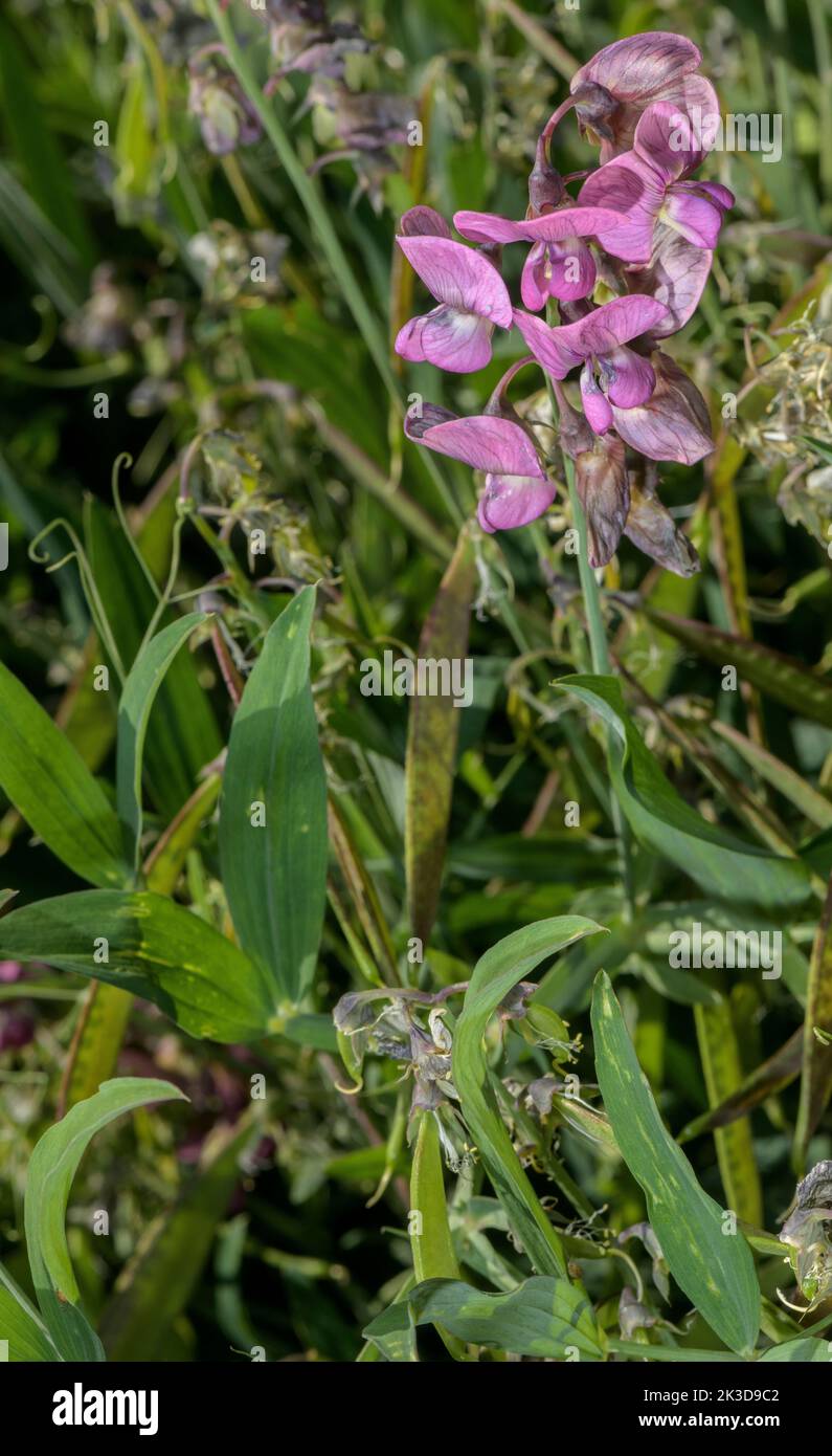 Norfolk Everdurable-pois, Lathyrus heterophyllus, en fleur, Alpes françaises. Banque D'Images