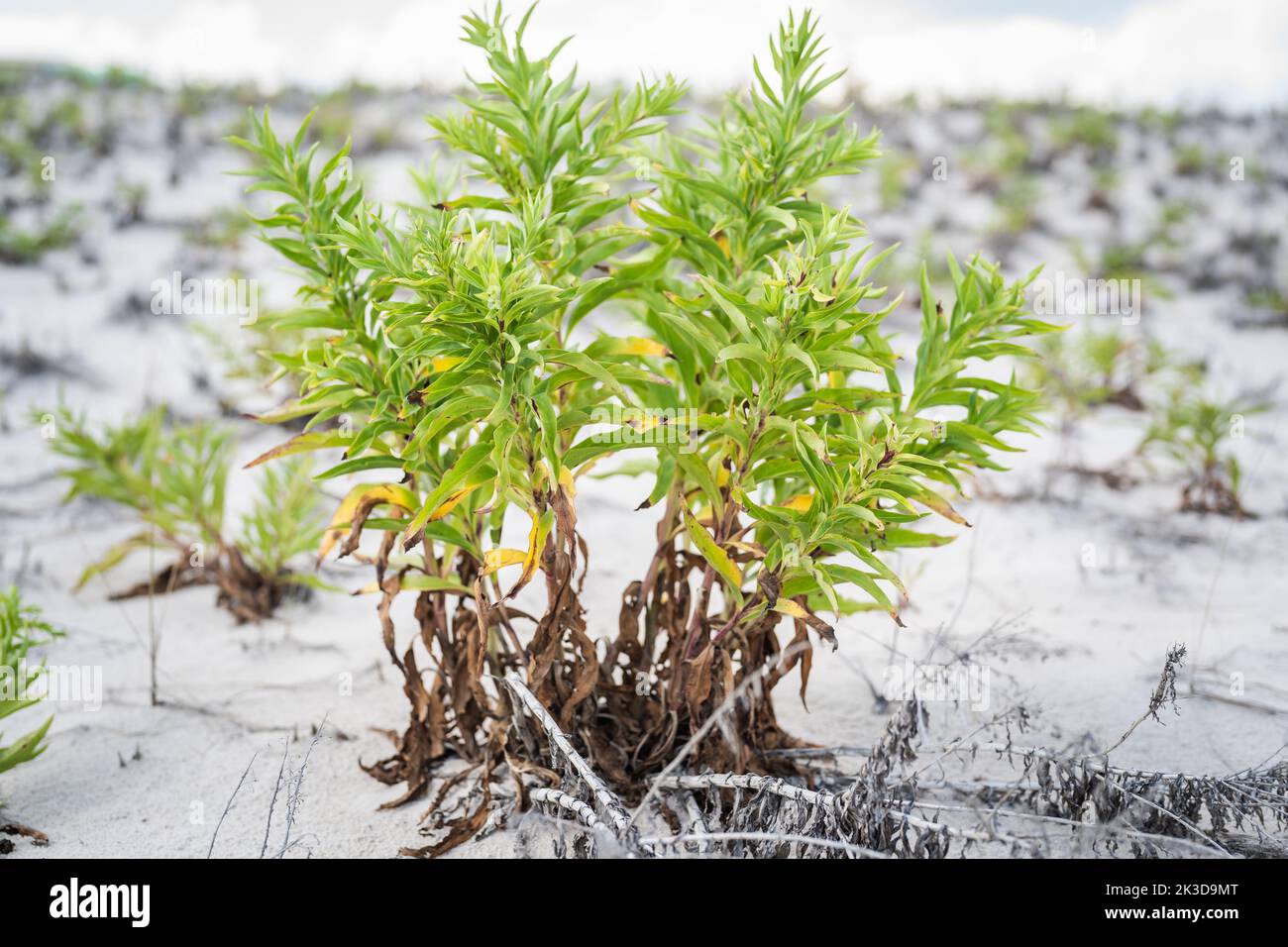 Beach Dune Grass et autres plantes indigènes du New Jersey. Banque D'Images