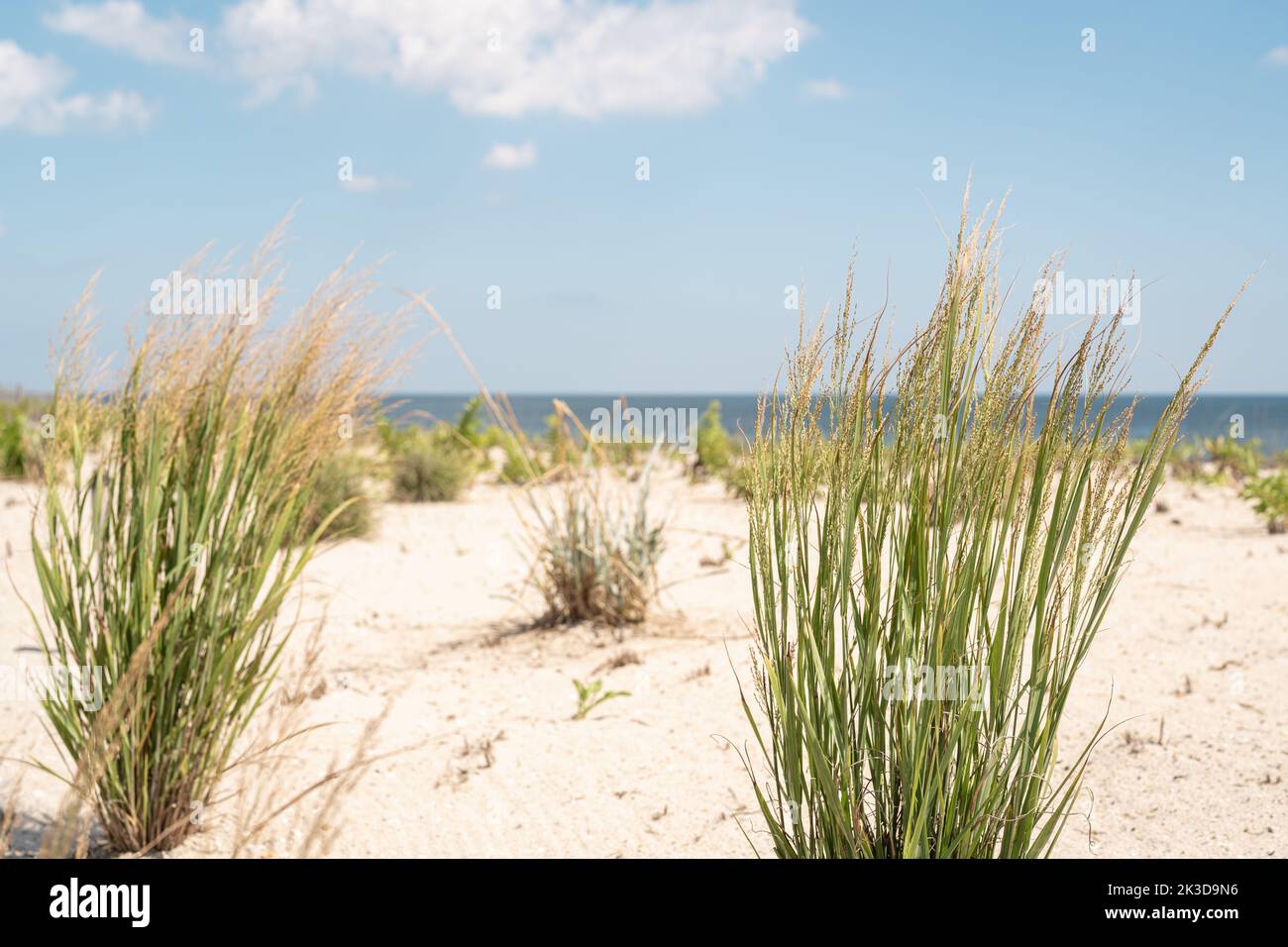 Dunes de sable avec des plantes sur la plage dans le New Jersey. Banque D'Images