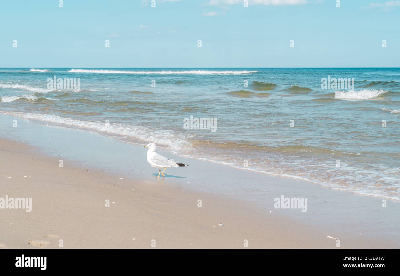Un mouette marchant sur la plage dans le New Jersey. Banque D'Images