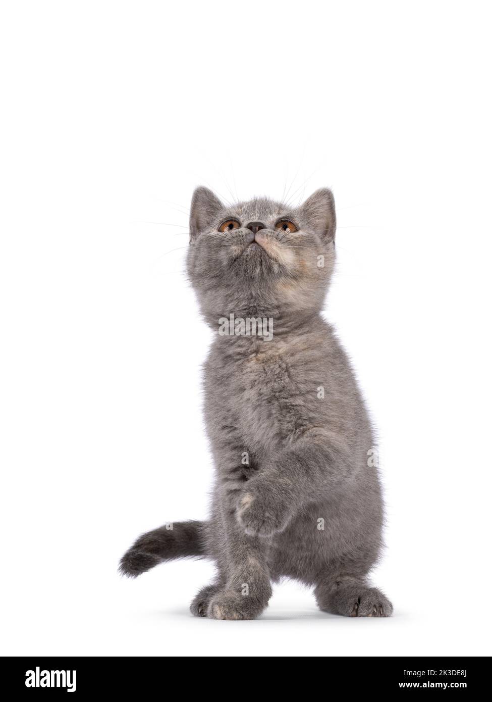 Mignon bleu crème British Shorthair chat chaton, assis face à l'avant. Regarder curieux vers le haut et au-dessus de l'appareil photo. Une patte jouée. Isolé sur une wh Banque D'Images