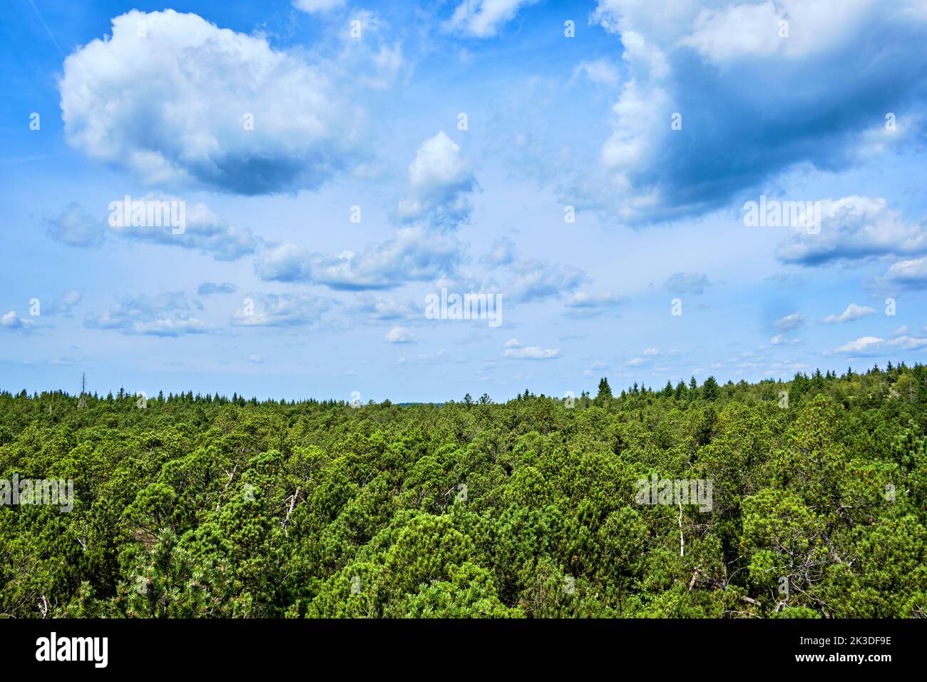 Végétation et paysages dans la réserve naturelle du Georgenfeld Raised Bog (Georgenfelder Hochmoor), Altenberg, Saxe, Allemagne. Banque D'Images