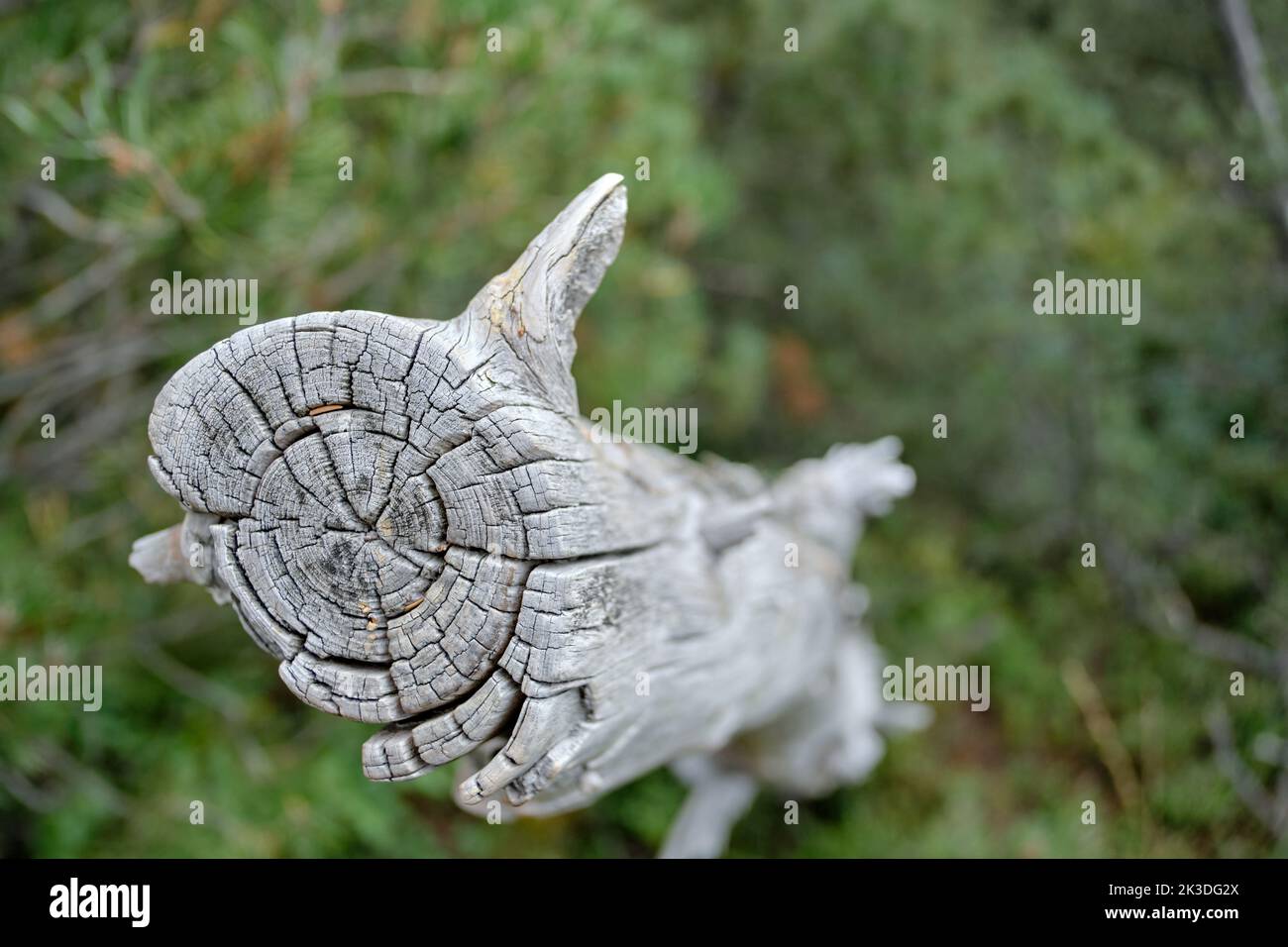 Gros plan de bois mort blanchi, réserve naturelle du Georgenfeld Raised Bog (Georgenfelder Hochmoor), Altenberg, Saxe, Allemagne. Banque D'Images