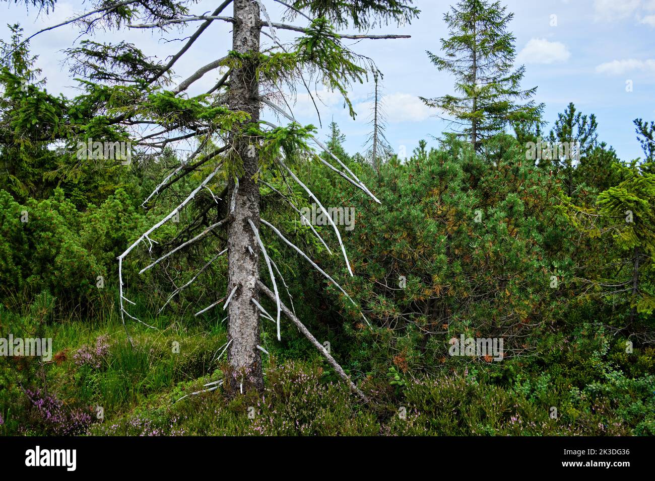 Végétation et paysages dans la réserve naturelle du Georgenfeld Raised Bog (Georgenfelder Hochmoor), Altenberg, montagnes de l'Ore orientale, Allemagne. Banque D'Images