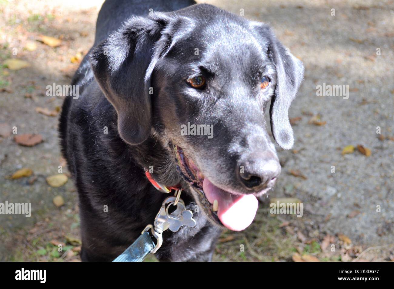 Labrador noir sur une plomb Banque D'Images