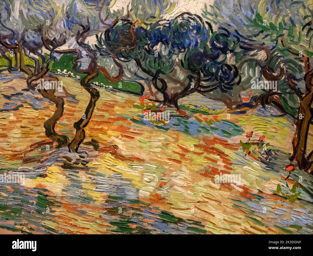 Oliviers de Vincent van Gogh à la Galerie nationale d'Écosse Banque D'Images