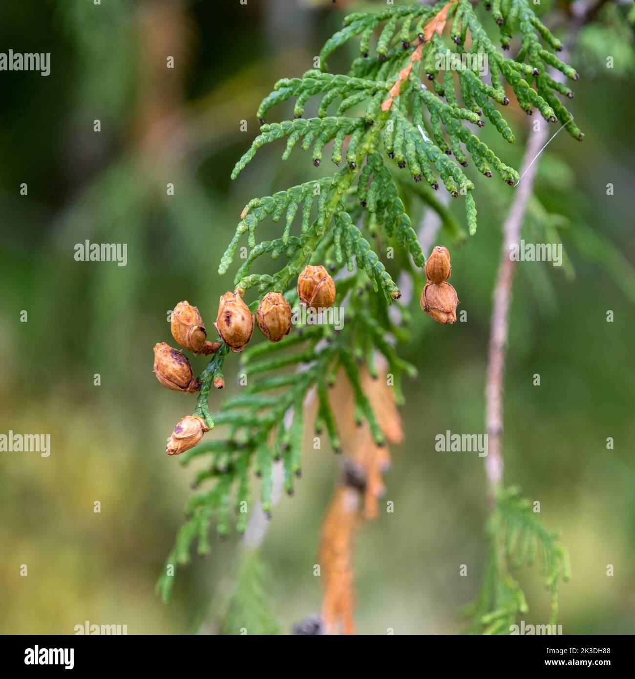 Thuja vert en automne avec des cônes bruns. Banque D'Images