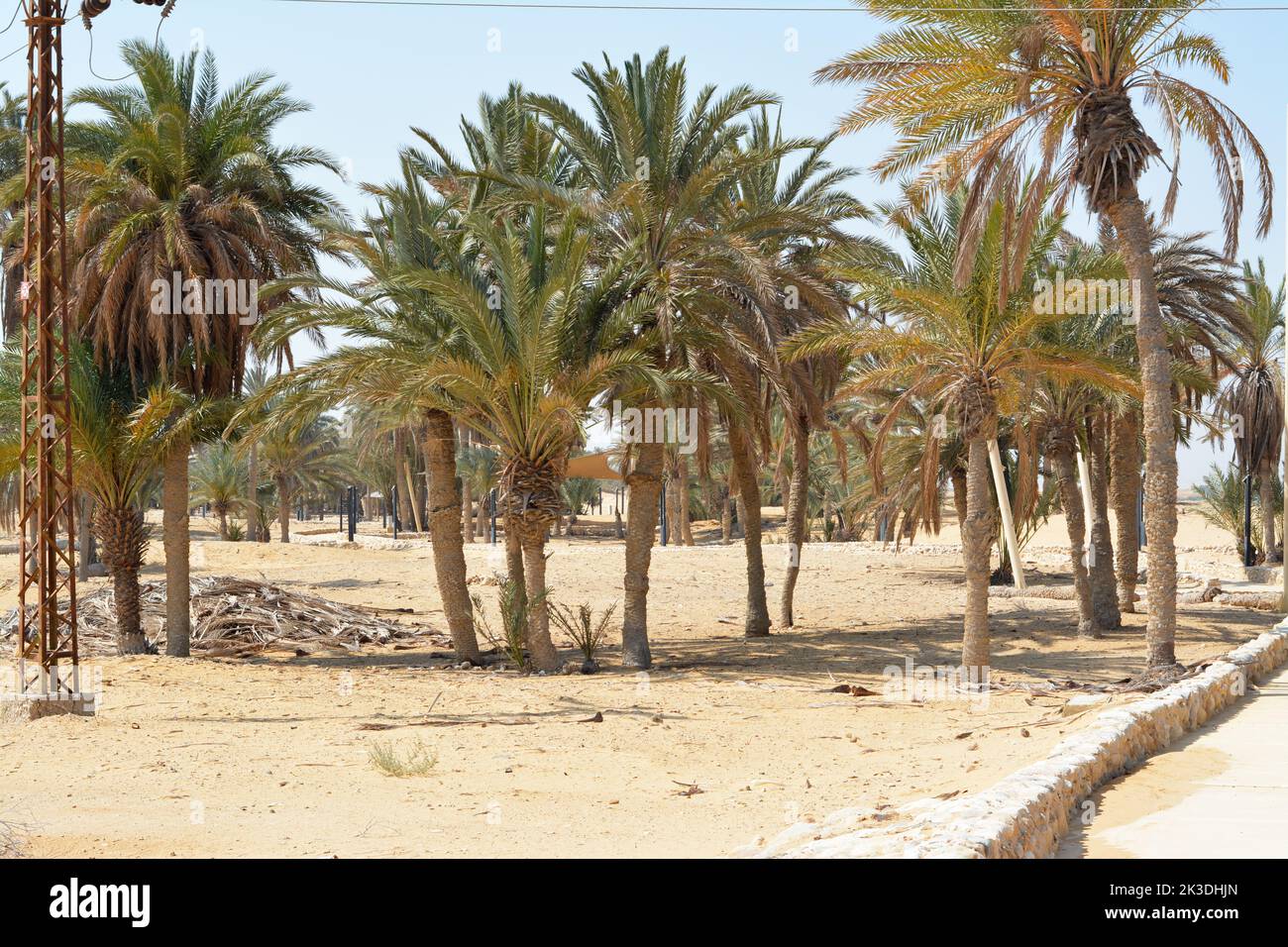 Les palmiers sacrés de la péninsule du Sinaï, Ras Sidr, Égypte Banque D'Images