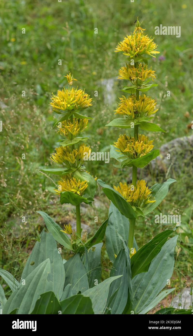 Grand gentiane jaune, Gentiana lutea, en fleur dans les Alpes Maritimes. Banque D'Images