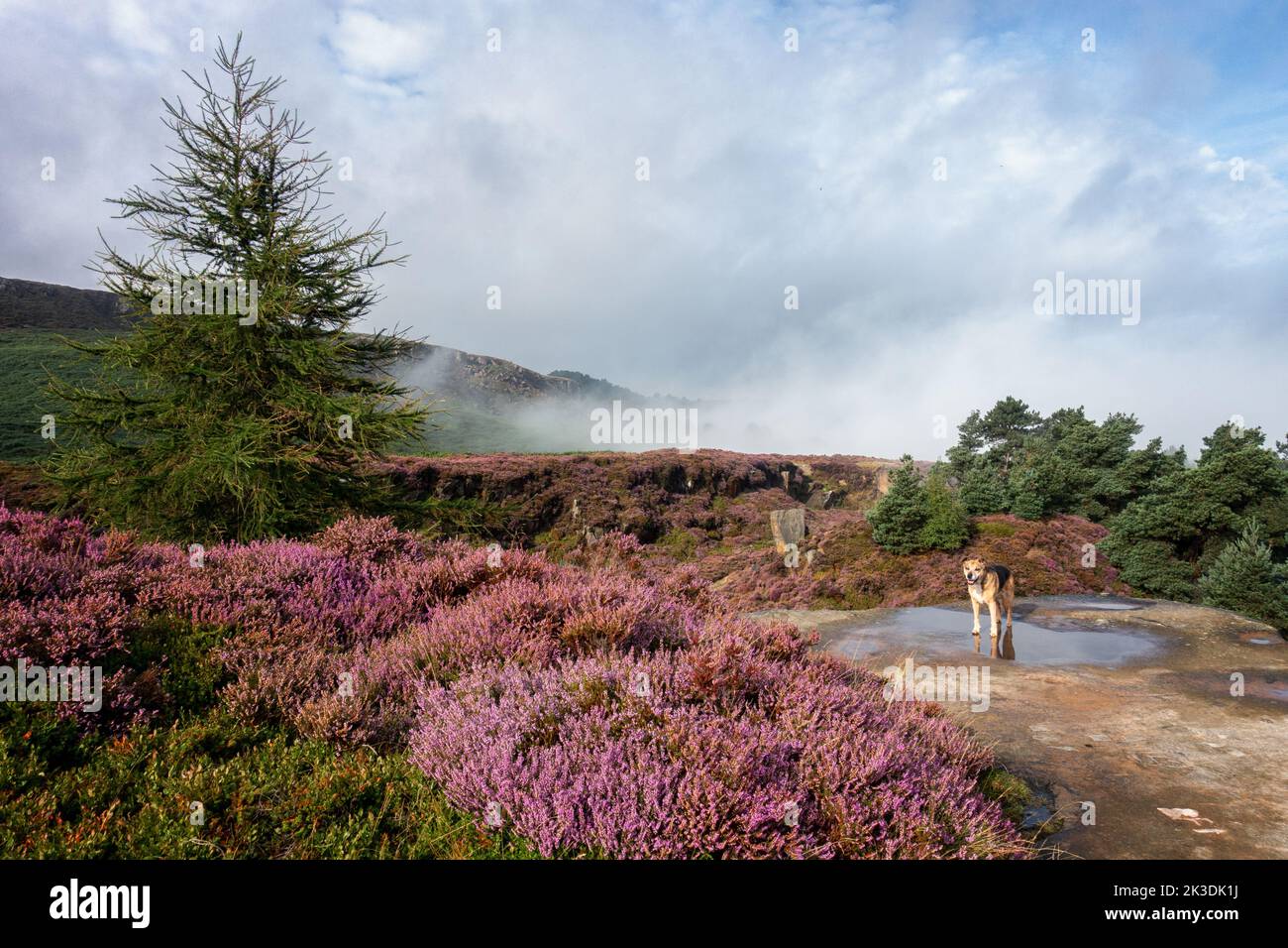 Chien souriant debout dans une flaque de brume, de soleil et de bruyère en pleine fleur avec des fleurs violettes sur Ilkley Moor, West Yorkshire, Angleterre, Royaume-Uni Banque D'Images