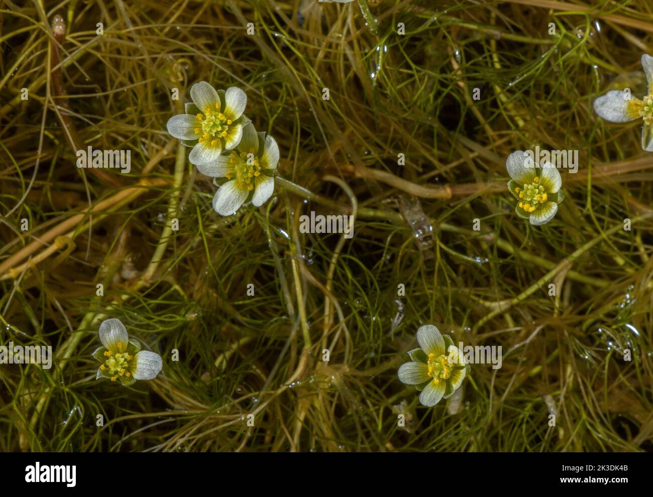 Pied-de-biche à feuilles, Ranunculus trichophyllus en fleur dans le lac alpin à 2200m, Alpes Maritimes. Banque D'Images