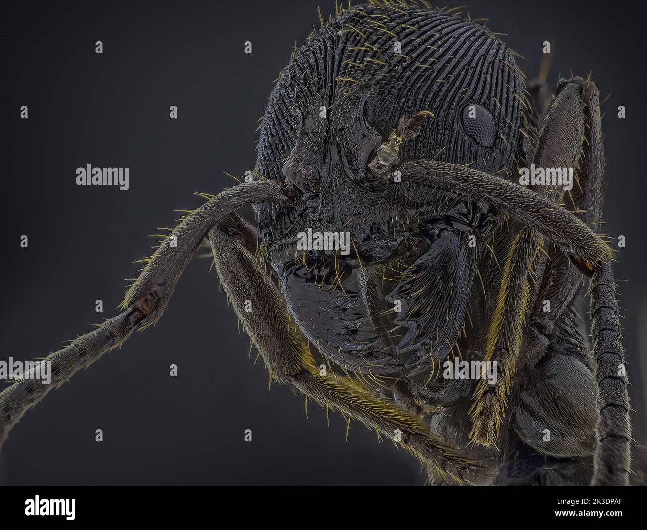 Détail de la tête microscopique de la dent Ant Odontoponera SP, Arthropoda Phylum, sous-famille de Ponerinae, agrandissement 10X Macro vue de face Banque D'Images