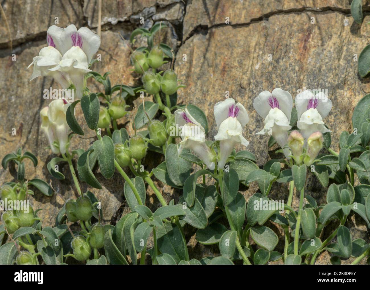 Rocher Snapdragon, Antirrhinum sempervirens, en fleur sur falaise, Pyrénées. Banque D'Images