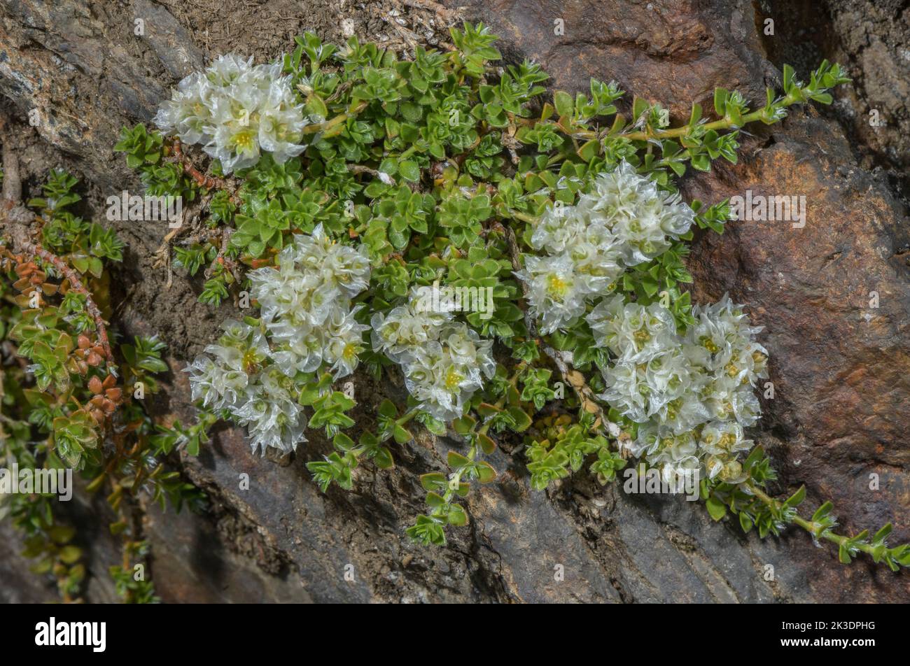 Nailwort rampant, paronychie kapela en fleur sur une pente rocheuse dans les Pyrénées. Banque D'Images