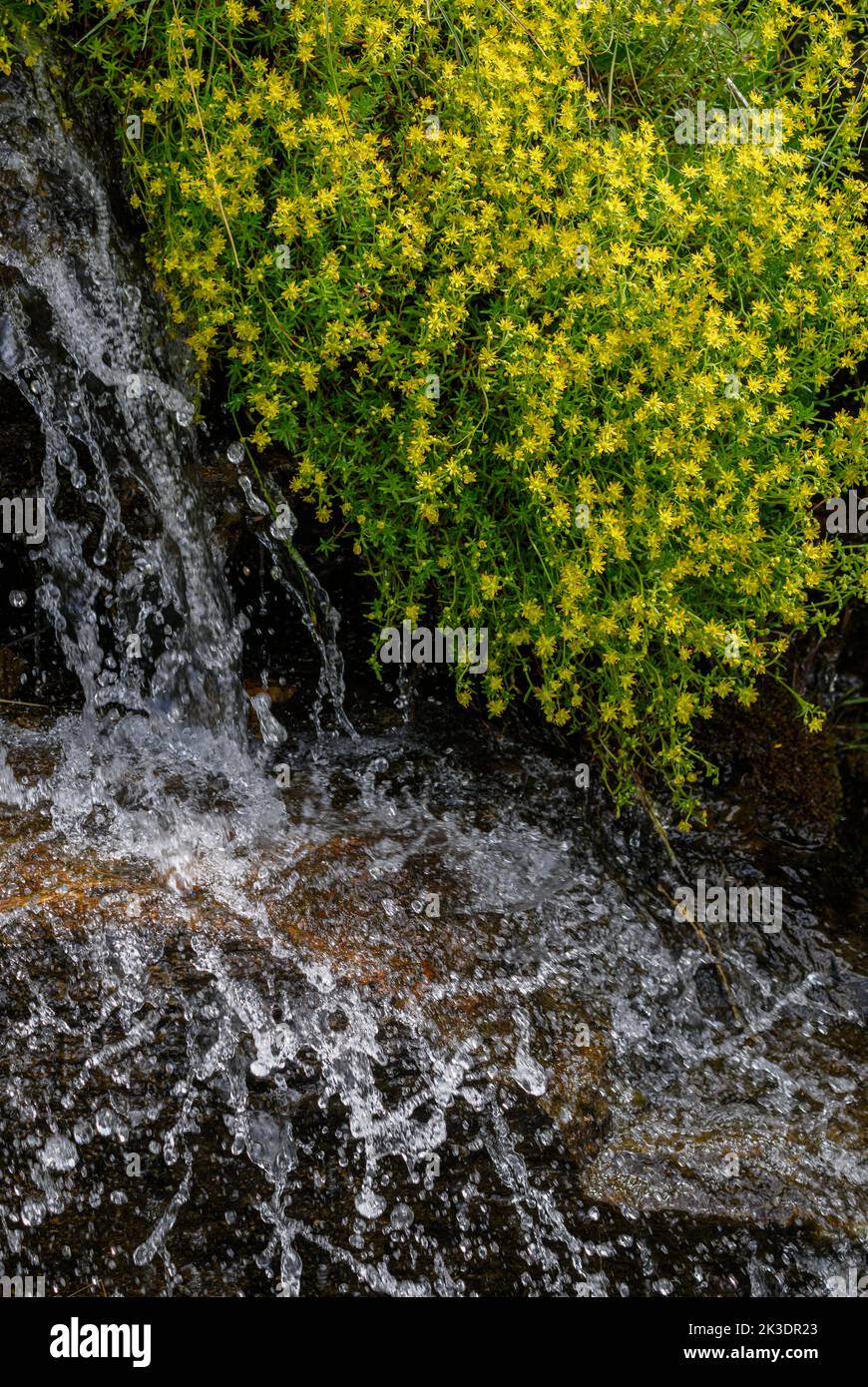 Saxifrage de montagne jaune, Saxifraga aizoides, en fleur dans le ruisseau de montagne. Alpes italiennes. Banque D'Images