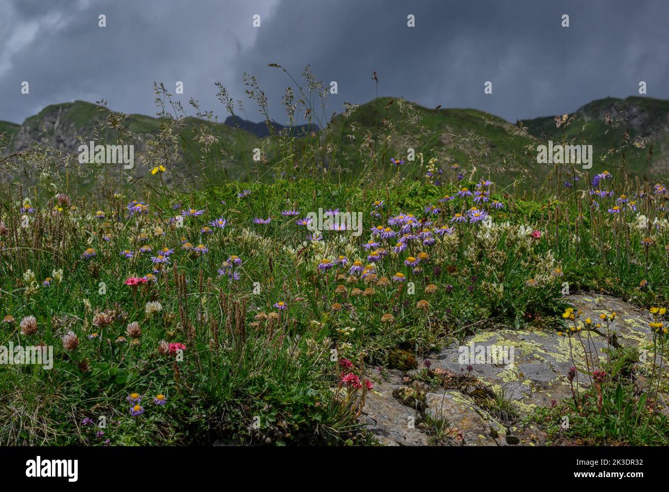 Alpes italiennes au-dessus de Domadossola en fleur, avec Aster alpin, Cobweb Houseleek, Clovers etc Banque D'Images