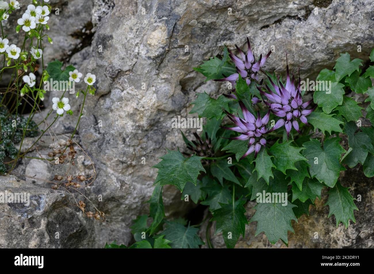 Rampion à cornes touffeté, Physoplexis comosa et saxifrage bleu, Saxifraga caesia, touffes en fleur sur une falaise calcaire. Banque D'Images