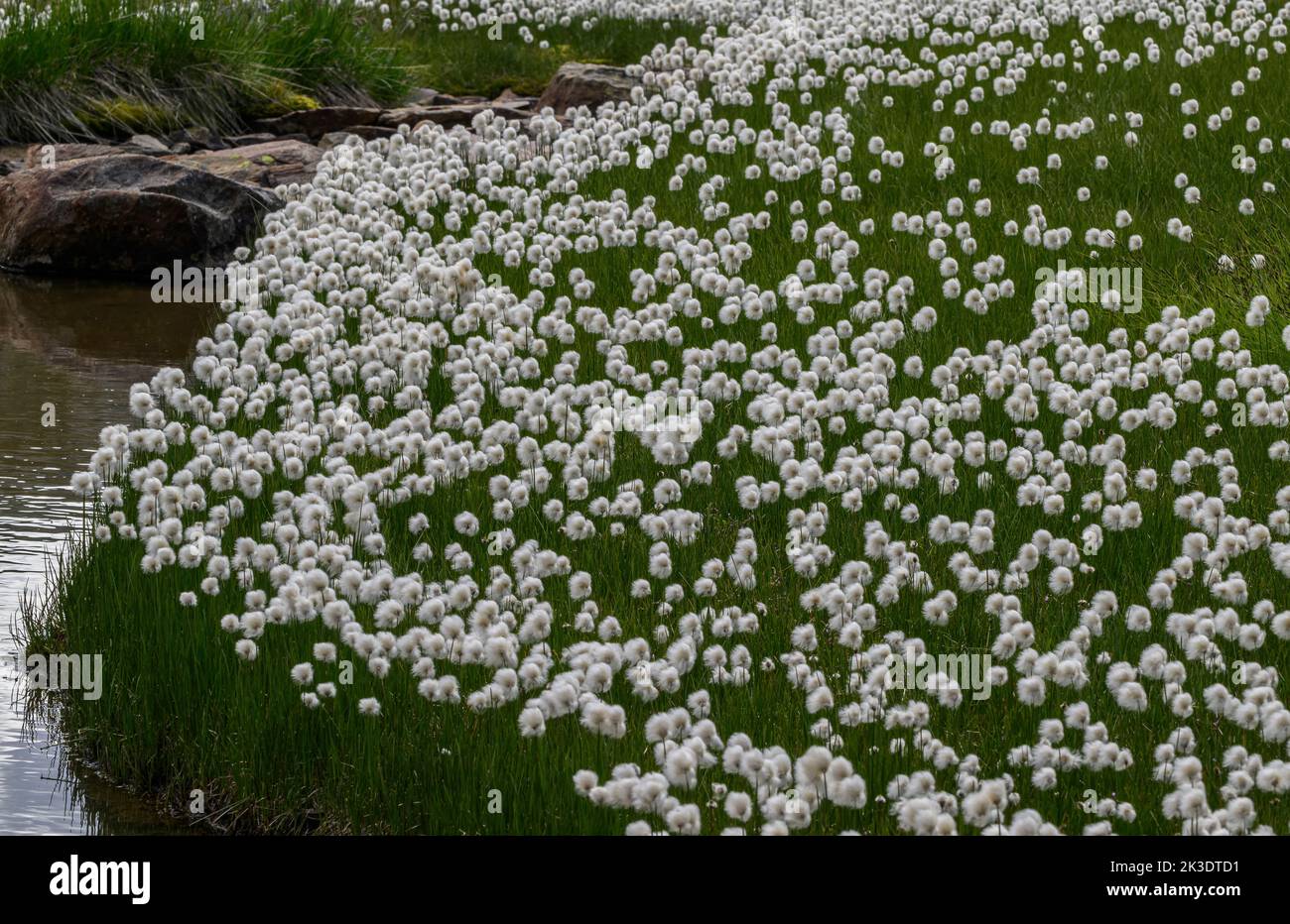 Scheuchzer's Cottongrass, Eriophorum scheuzeri en fleur dans la zone de boggy acide sur le col de la Gavia, Passo di Gavia, Alpes italiennes, Banque D'Images