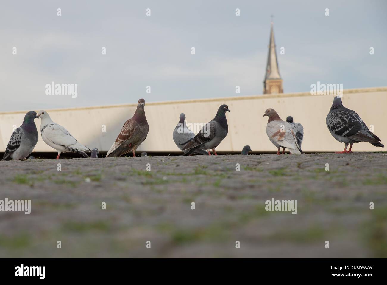 Gros plan de pigeons au sol Banque D'Images
