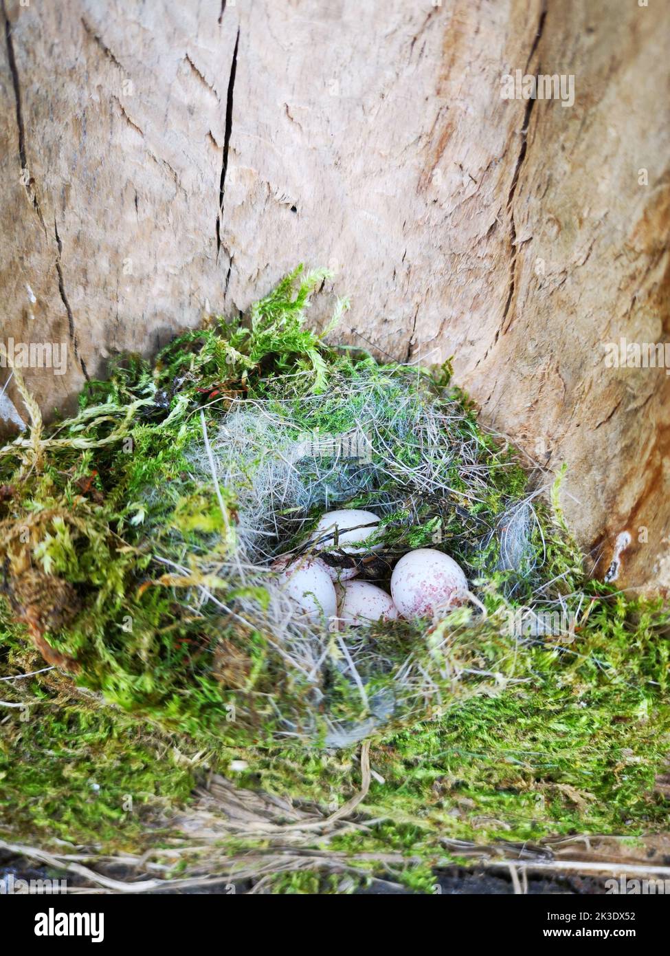 Gros plan vertical d'œufs dans un nid Banque D'Images