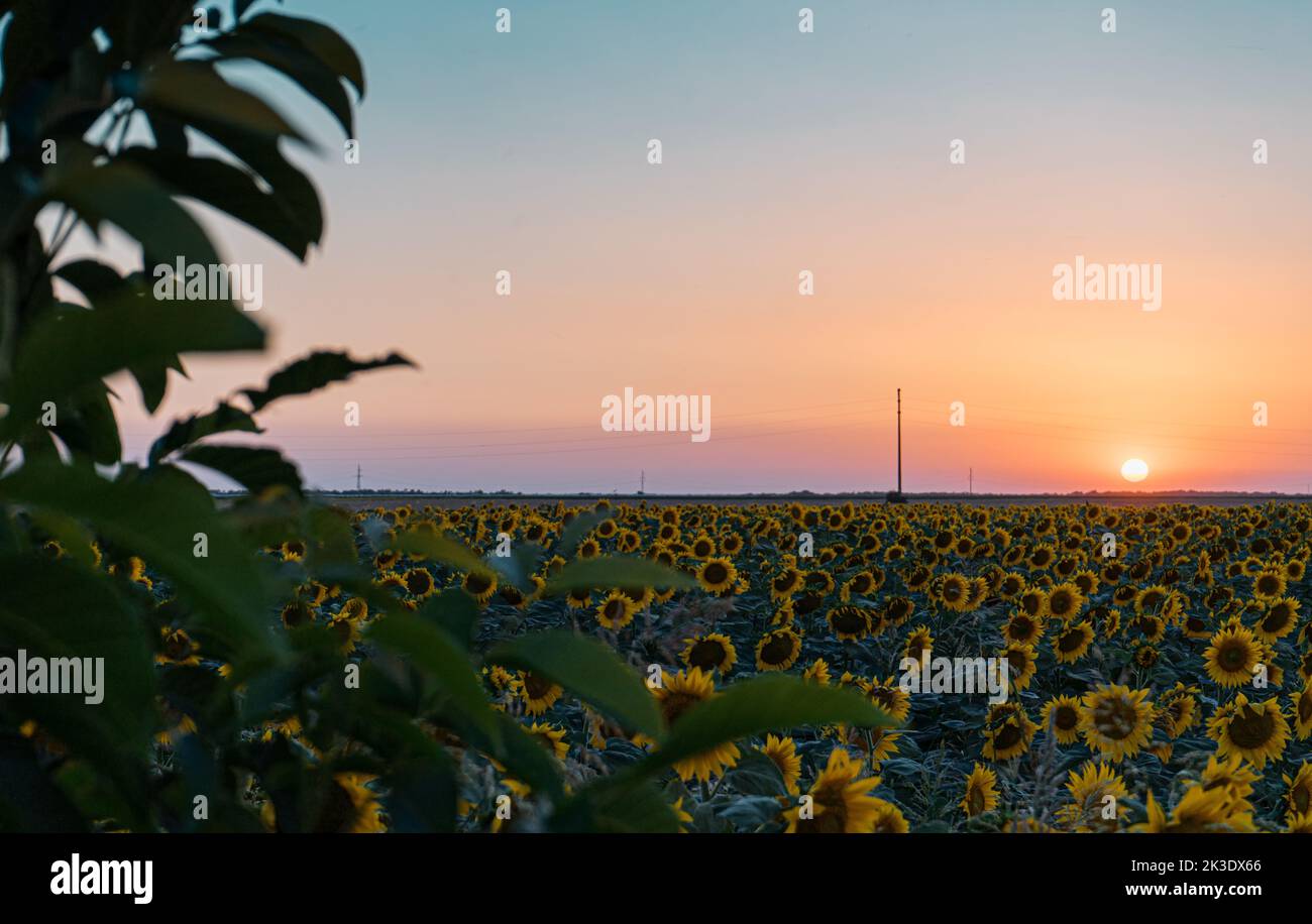 Une belle photo d'un champ de tournesol au coucher du soleil Banque D'Images