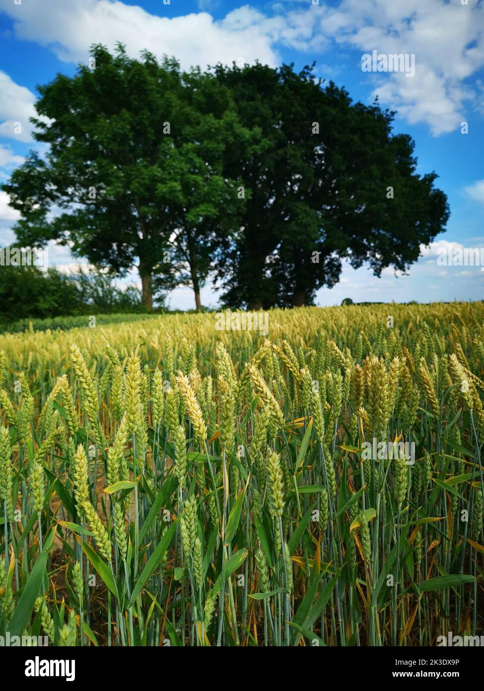 Un cliché vertical d'un champ de blé vert dans la journée Banque D'Images