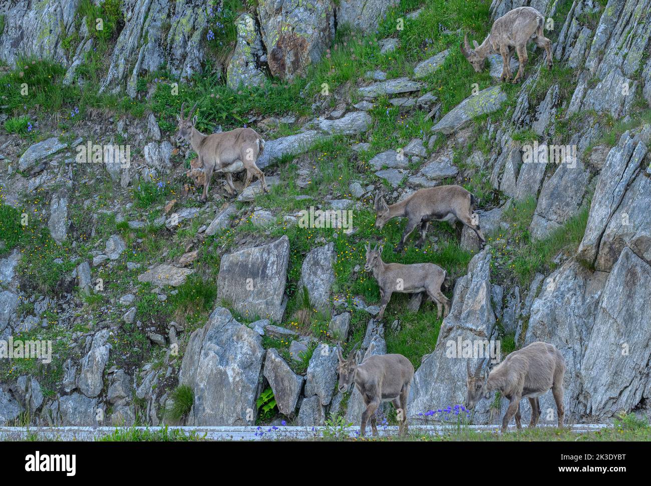 Une partie du groupe familial de l'ibex alpin, Capra ibex, paître sur le col de Nufenen dans la soirée; Alpes suisses. Banque D'Images
