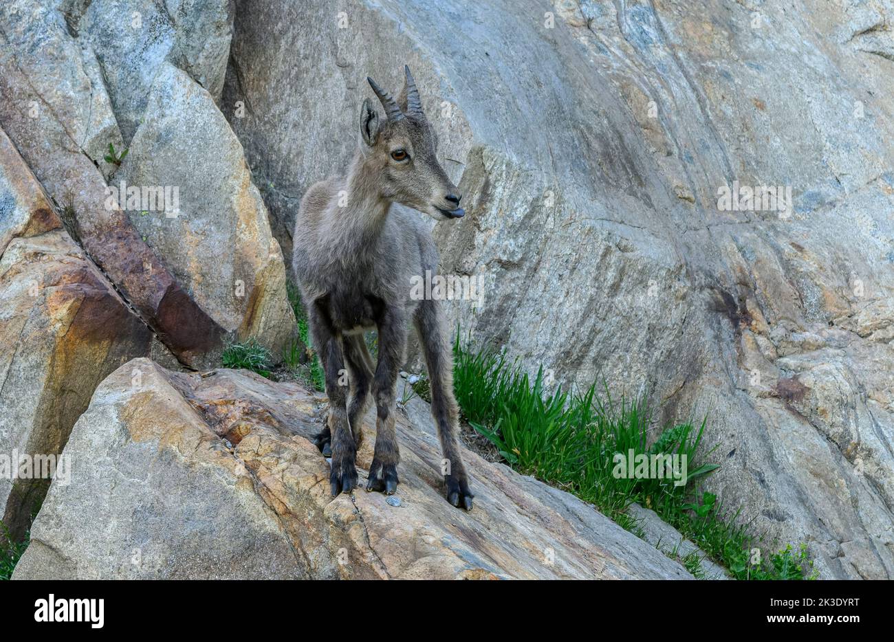 Jeune Ibex, partie du groupe familial de l'ibex alpin, Capra ibex, paître sur le col de Nufenen dans la soirée; Alpes suisses. Banque D'Images