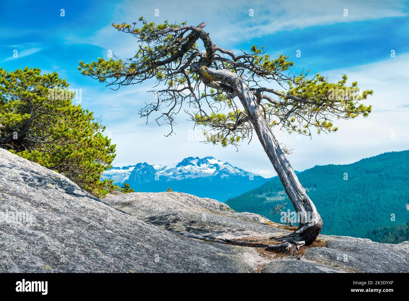 Arbre solitaire sur un rocher et les sommets du parc provincial Garibaldi, C.-B., Canada Banque D'Images
