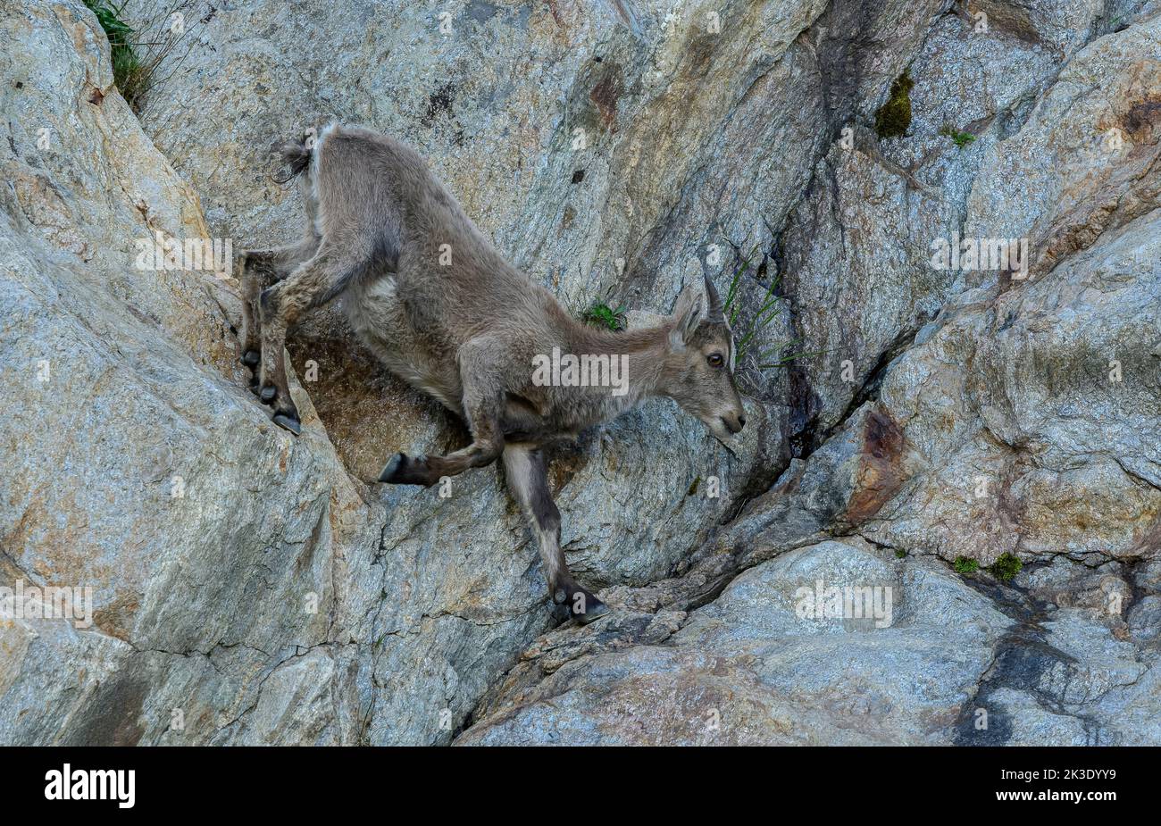 Une partie du groupe familial de l'ibex alpin, Capra ibex, paître sur le col de Nufenen dans la soirée; Alpes suisses. Banque D'Images