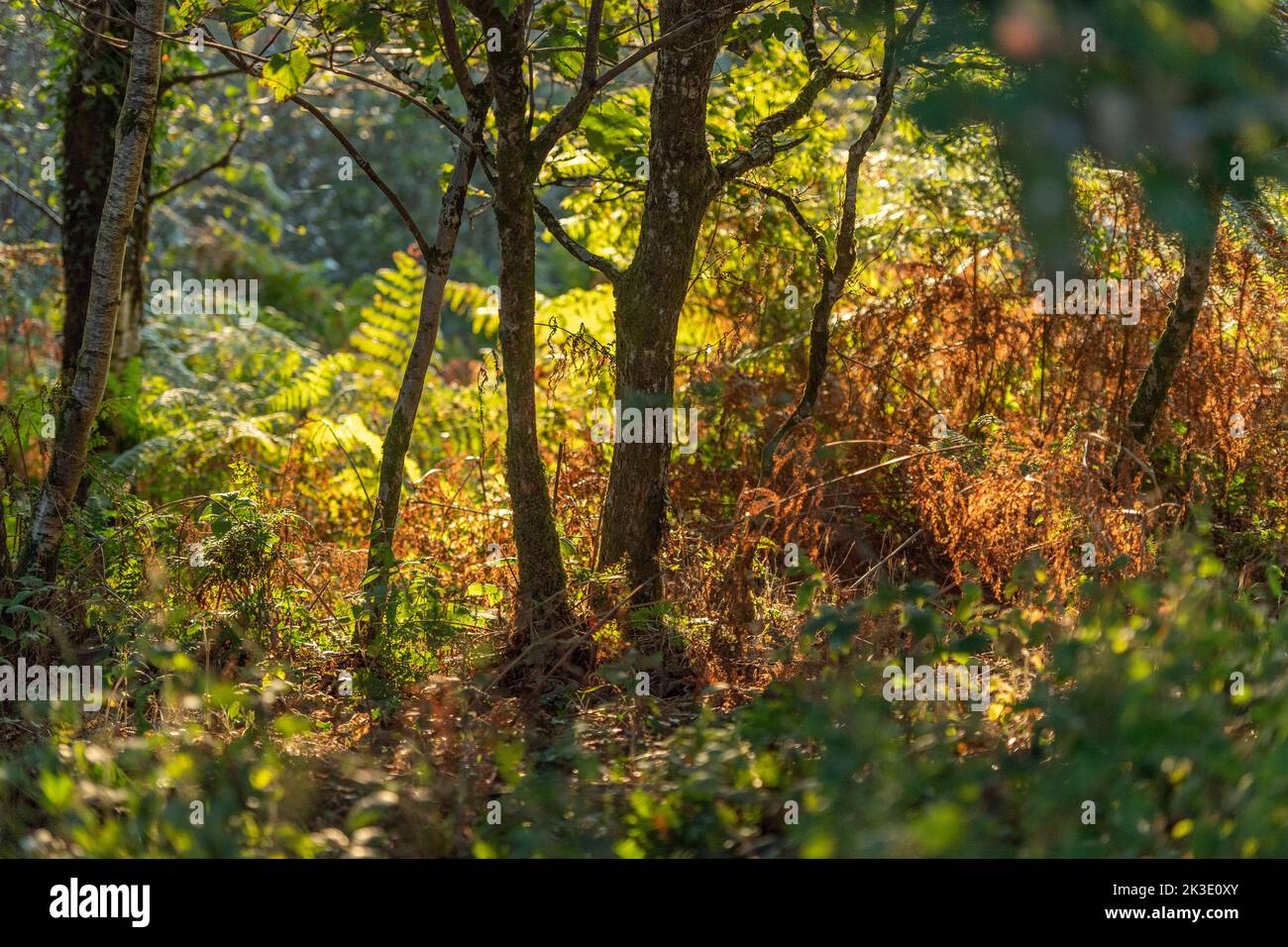 automne dans une glade de bois Banque D'Images