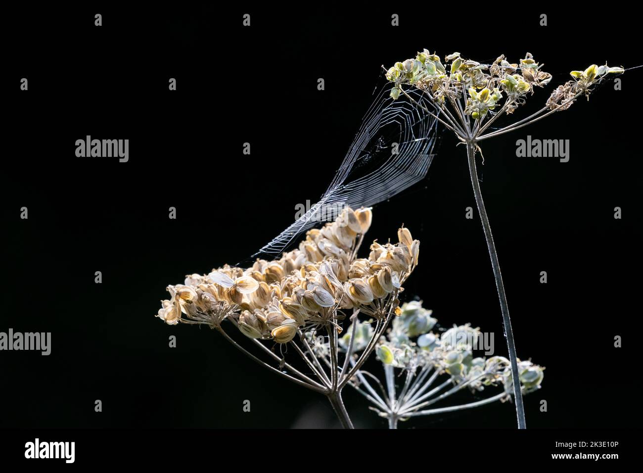 Gros plan de la tête de la plantule de persil de vache (anthriscus sylvestris) et d'une toile d'araignée sur fond noir, Royaume-Uni Banque D'Images