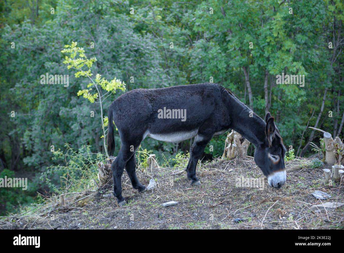 Âne catalan (Equus asinus var. Catalana) pâturage dans les environs du village d'Alendo (Pallars Sobirà, Lleida, Catalogne, Espagne, Pyrénées) Banque D'Images