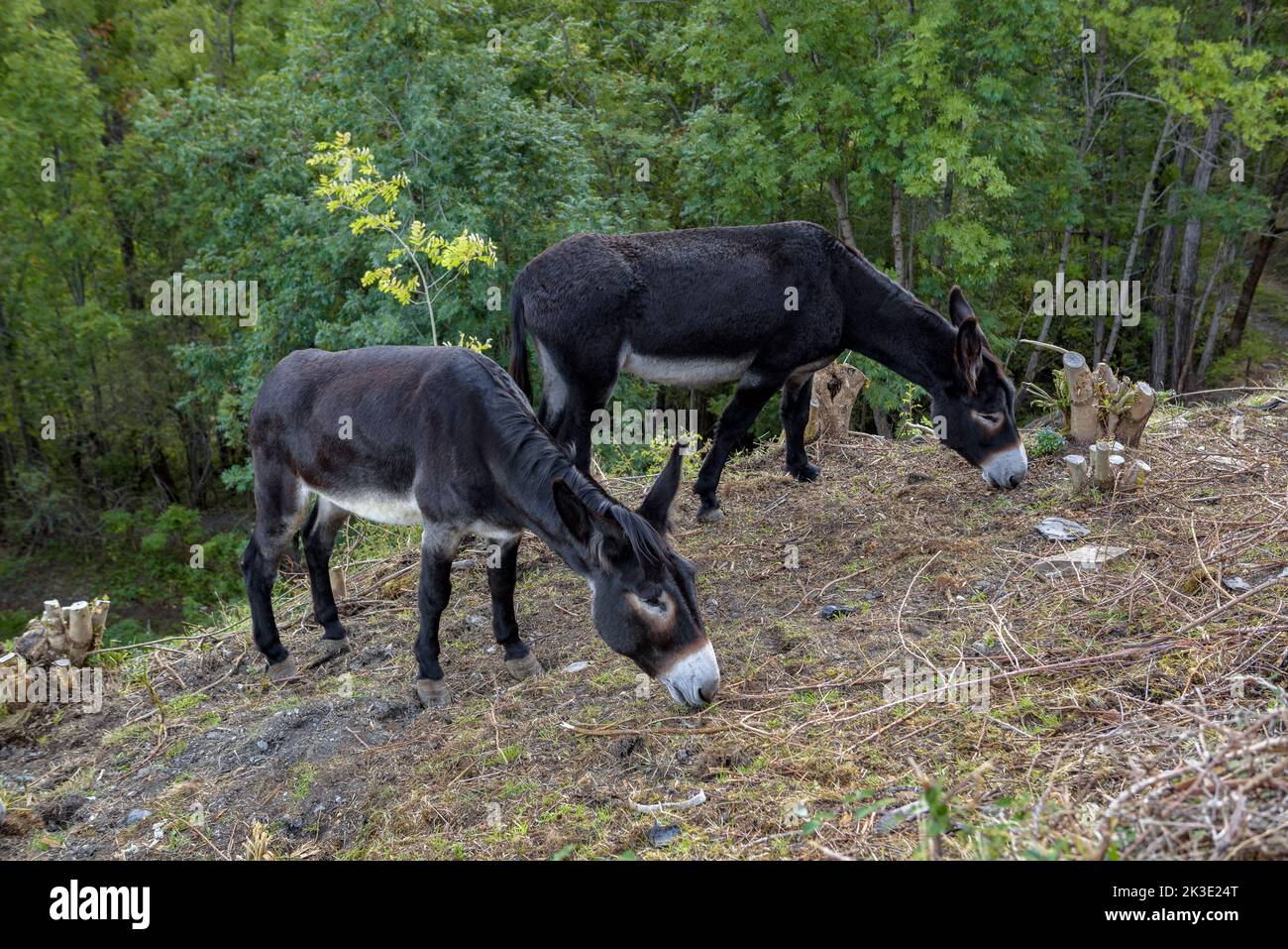 Âne catalan (Equus asinus var. Catalana) pâturage dans les environs du village d'Alendo (Pallars Sobirà, Lleida, Catalogne, Espagne, Pyrénées) Banque D'Images