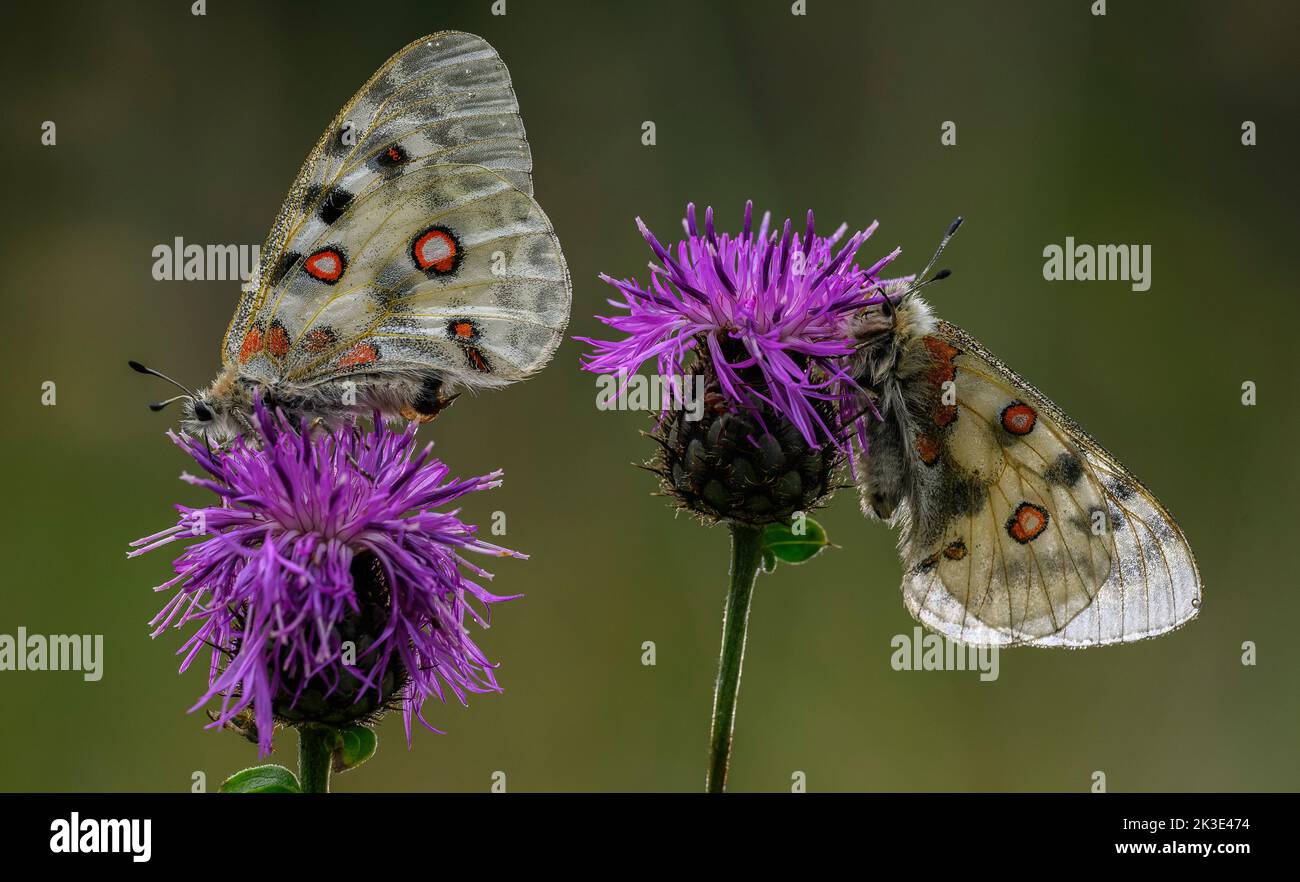 Deux papillons Apollon, Parnassius apollo, se nourrissant de la Knapweed, dans les Alpes Maritimes, en France. Banque D'Images