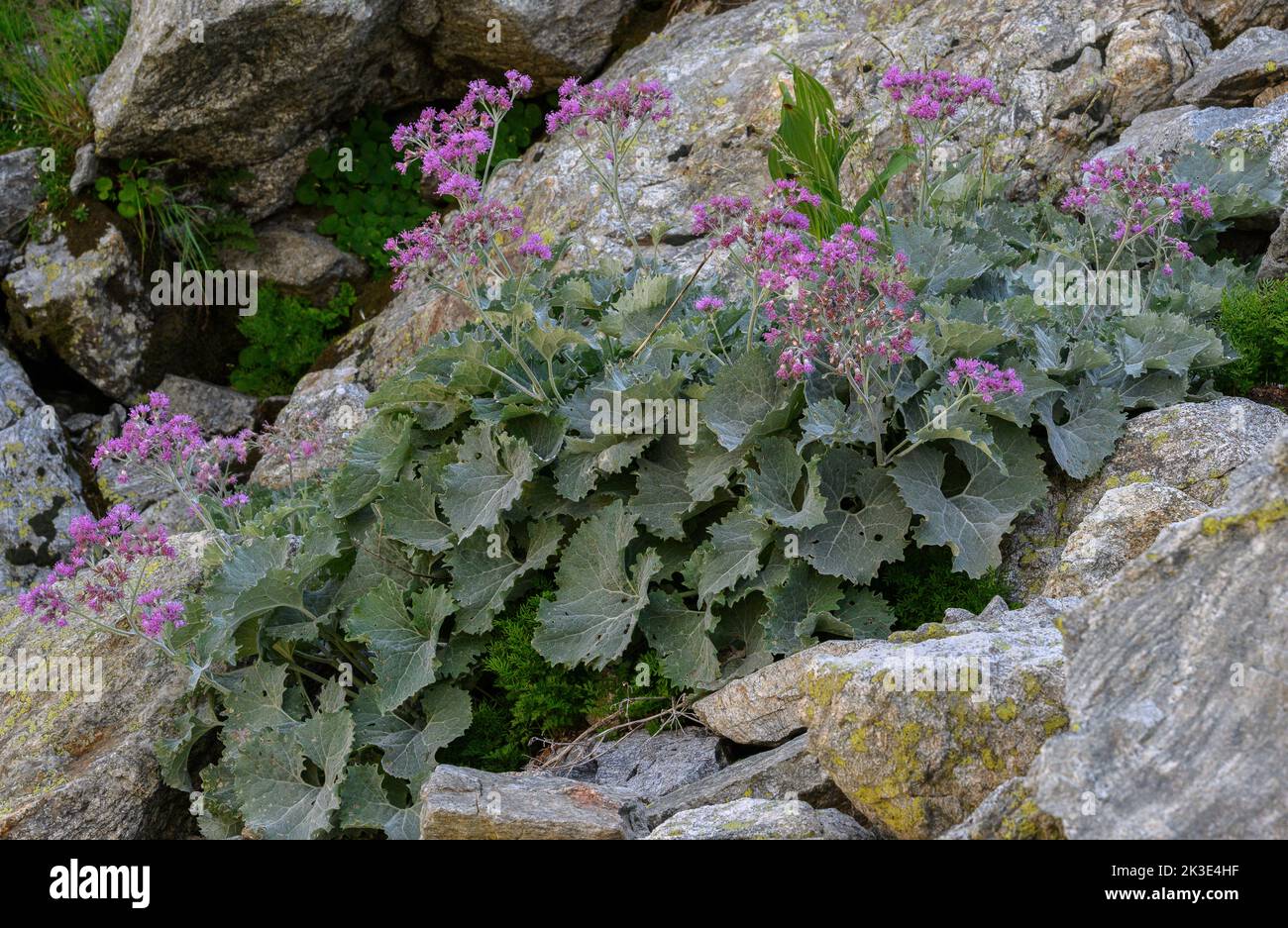 Adenostyles à feuilles blanches, Adenostyles leucophylla en fleur dans les Alpes Maritimes. Banque D'Images