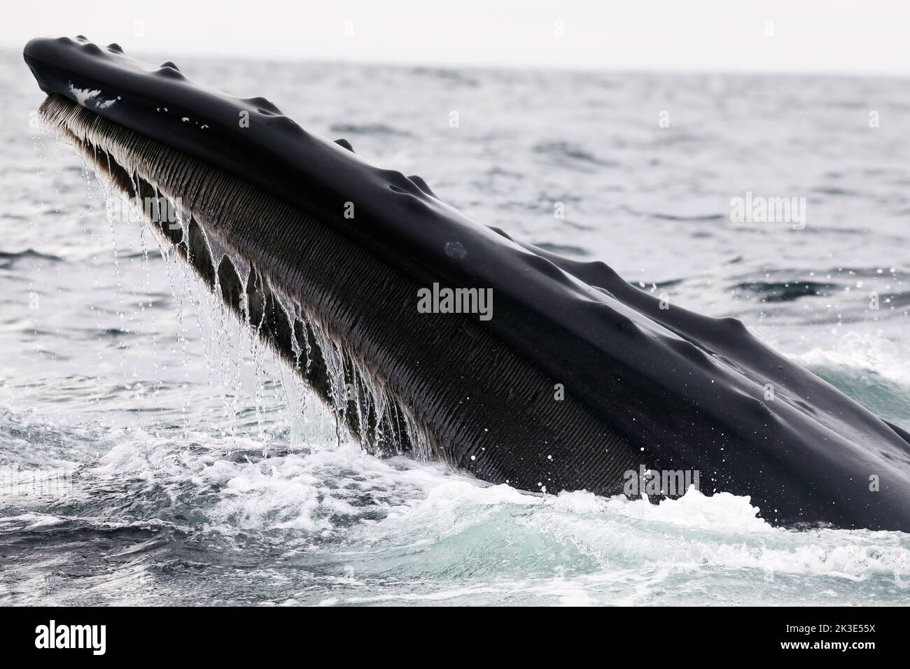 La baleine à bosse (Megaptera novaeangliae) se nourrissant en Écosse. Les tubercules peuvent être vus sur la surface de la peau et dans la bouche les filtres de baleen pour l'alimentation. Banque D'Images