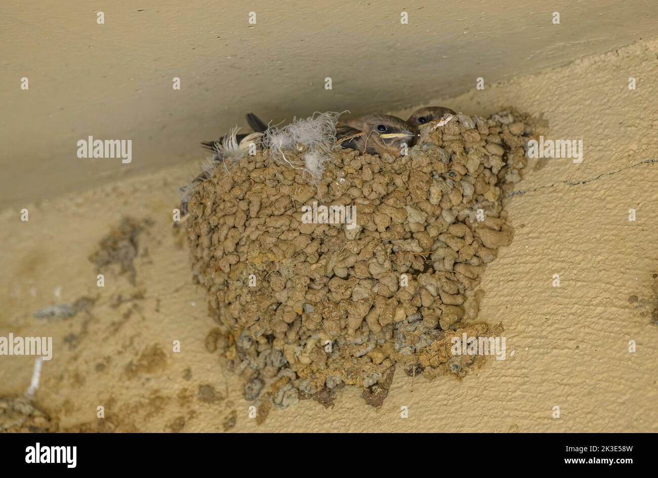 Crag Martin, Ptyonoprogne rupestris, jeune dans le nid, Pyrénées. Banque D'Images