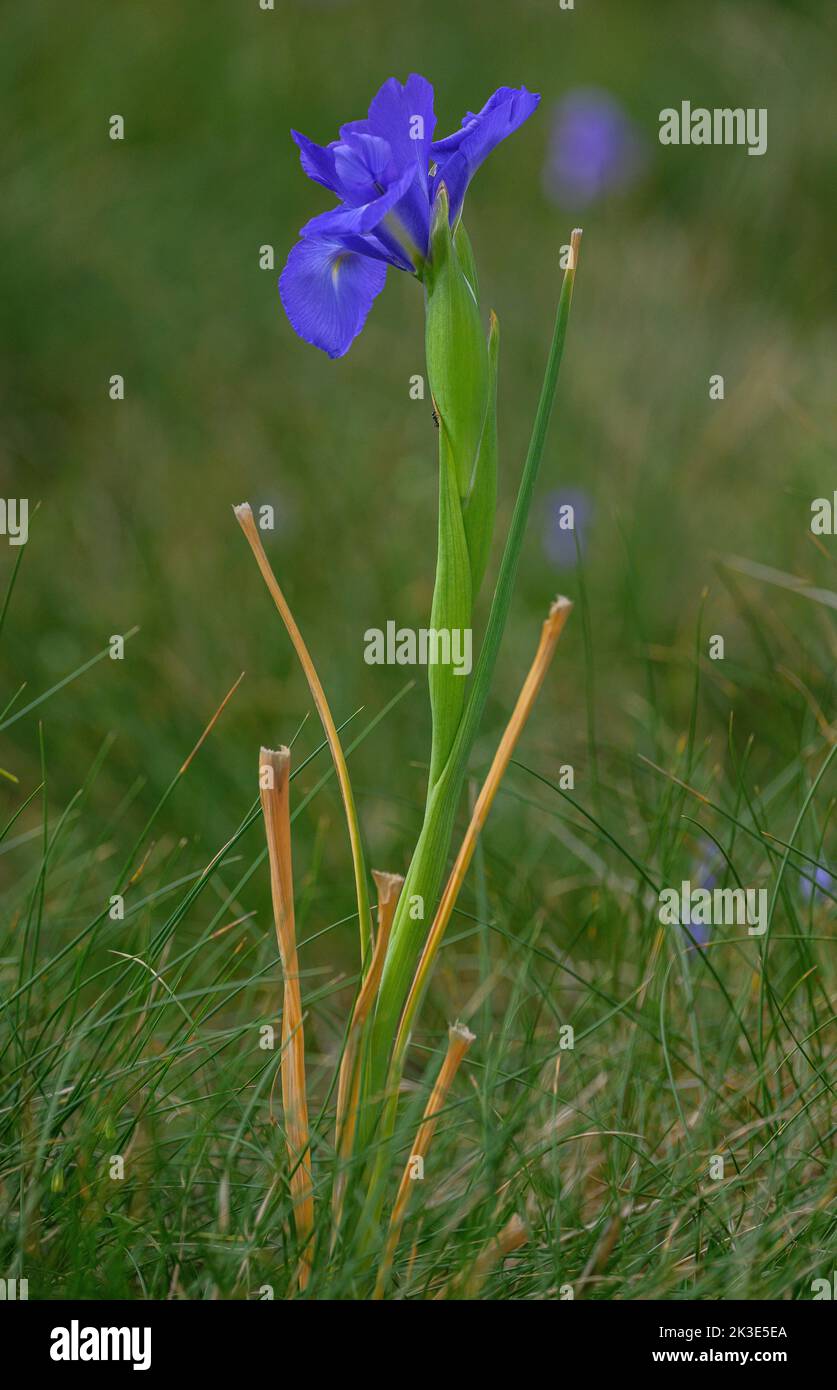 Iris anglais, Iris jacquinii, en fleur dans un alpage de montagne, Pyrénées. Banque D'Images