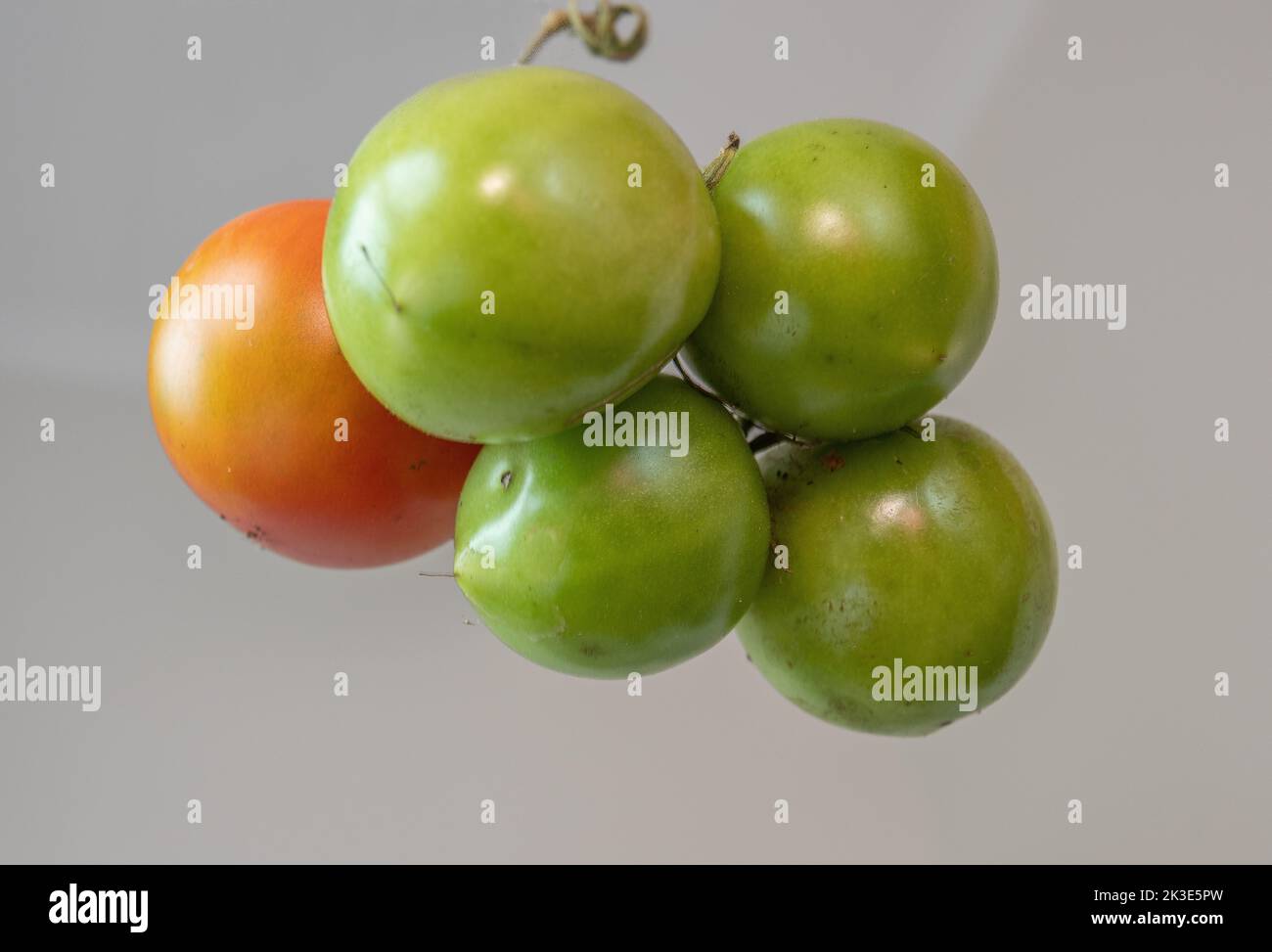 Tomates coupées tomates sur la vigne - tomates mûres vertes et une tomates rouges fond gris Banque D'Images