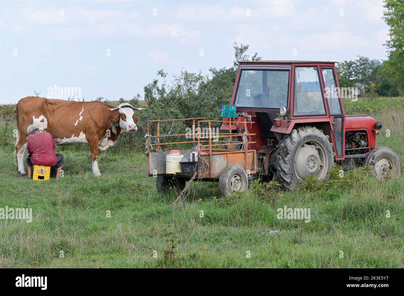 SERBIE, région Voïvodine, petit agriculteur qui traite sa vache sur le terrain, vieux tracteur IMT / SERBIEN, région Voïvodine, Alter IMT Traktor, Kleinbauer melkt Kuh am Feldran Banque D'Images