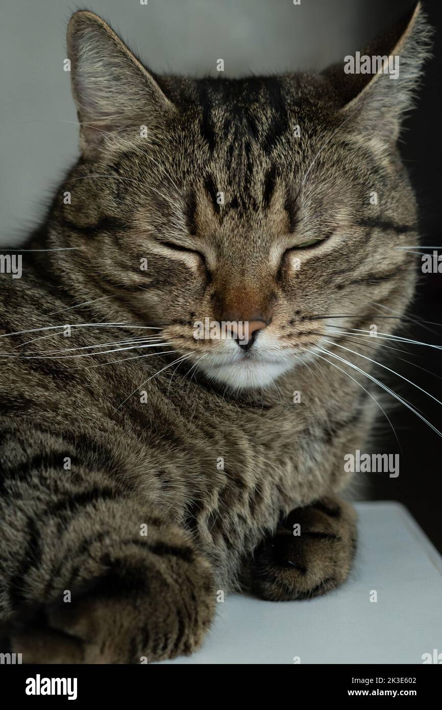 Portrait d'un beau chat endormi. Photo verticale Banque D'Images